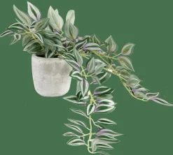 CASA CALATHEA Pianta Sospesa Grigio, Verde, Viola| Piante Artificiali