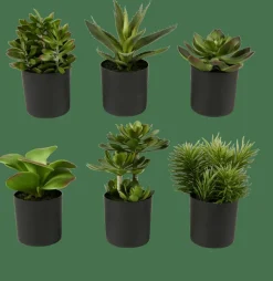 CASA MOHAVE Vari Colori| Piante Artificiali