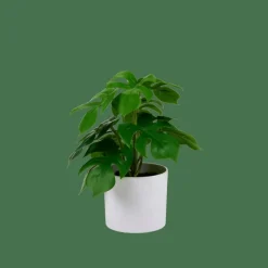 CASA MONSTERA Pianta Vari Colori| Piante Artificiali
