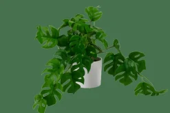 CASA MONSTERA Pianta Vari Colori, Bianco, Verde| Piante Artificiali
