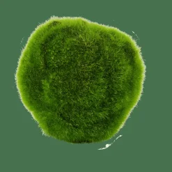 CASA MOSS Sfera Di Muschio Verde| Piante Artificiali