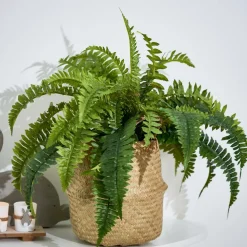 CASA BAZAAR Vaso Da Fiori Naturale| Vasi Decorativi|Vasi Di Fiori